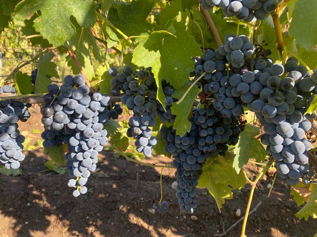 I sell Aglianico grapes