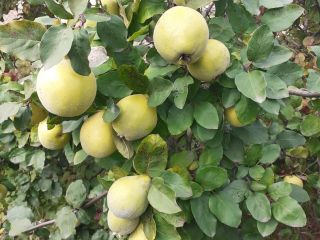 Quince fruit for immunity - no spraying, from your