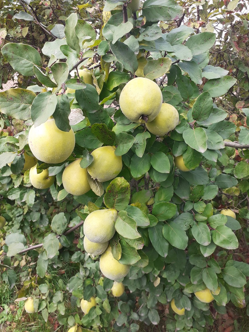 Quince fruit for immunity - no spraying, from your own garden away from the city