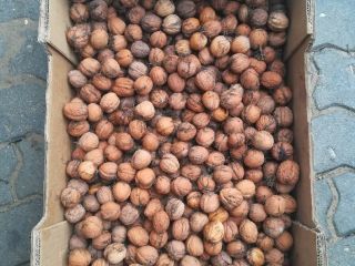 Delicious nuts from this year's harvest