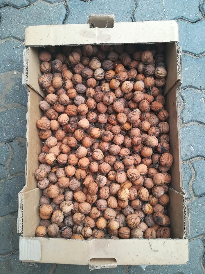 Delicious nuts from this year's harvest