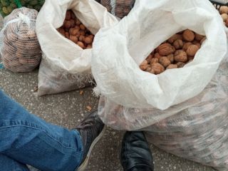 I will sell Walnuts Jacek Świerże soft shell from