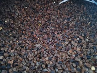 Buckwheat sifted pure organic without spraying