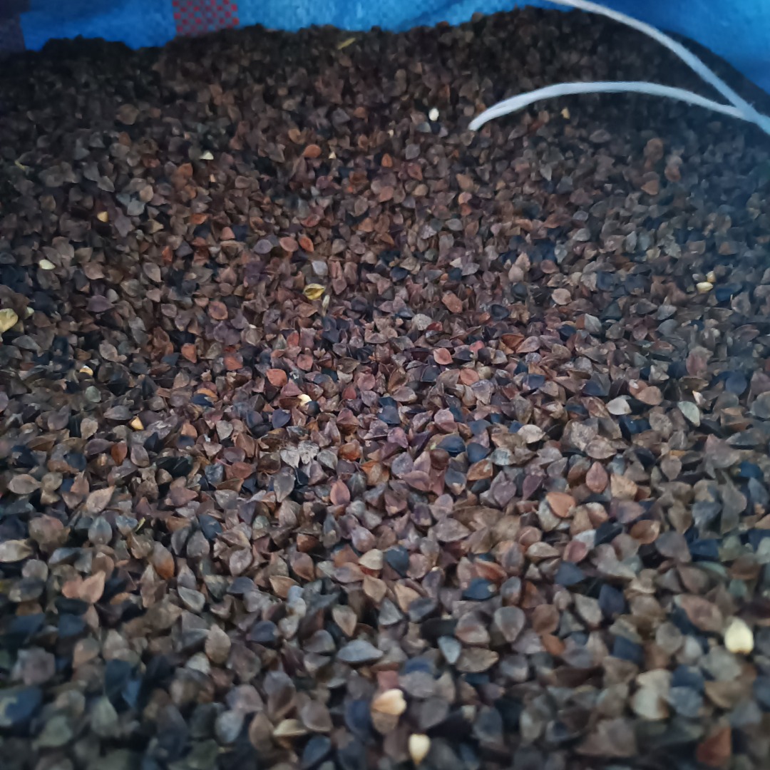 Buckwheat sifted pure organic without spraying