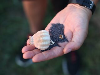 Organic poppy seeds produced in 2022 and controlled by