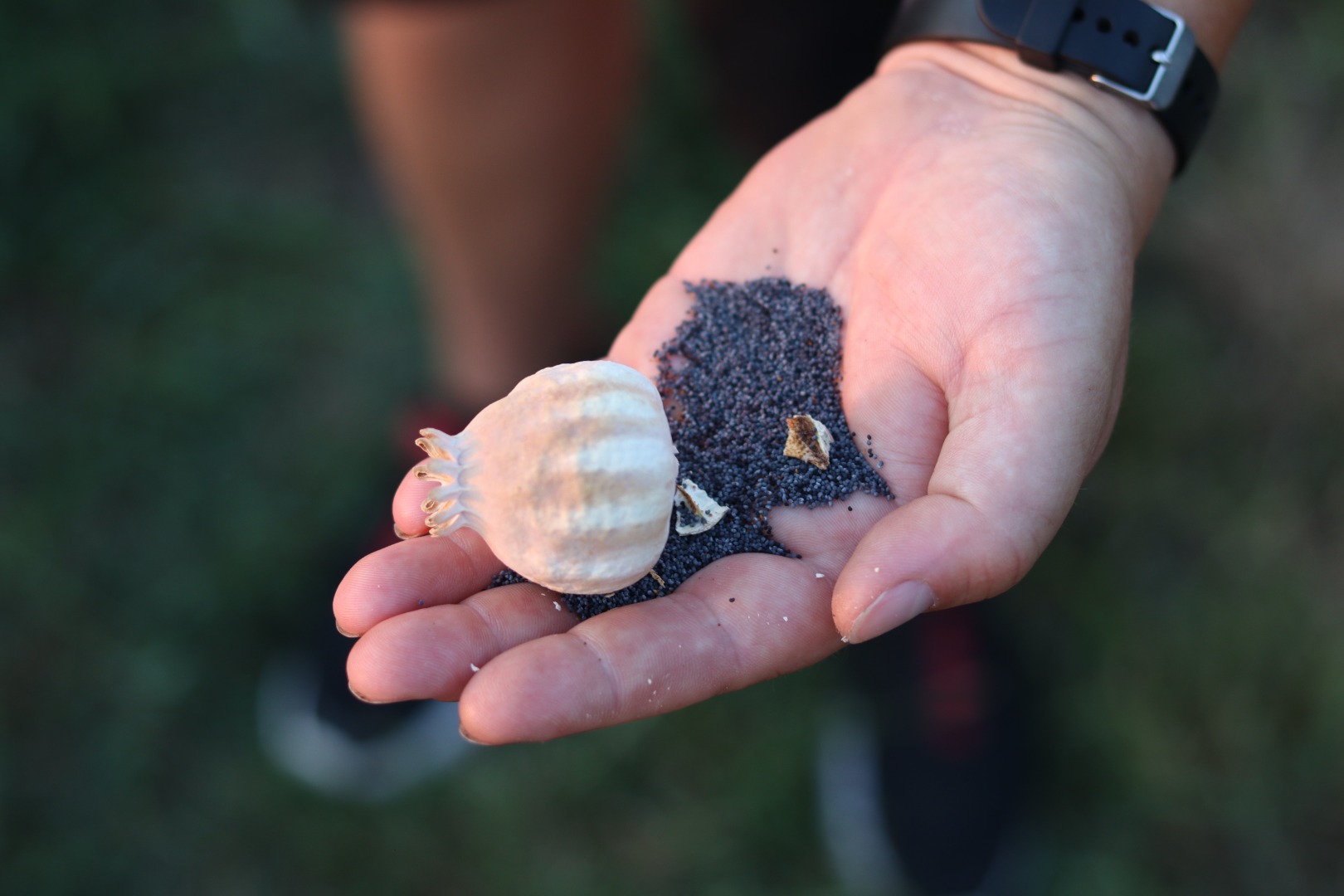 Organic poppy seeds produced in 2022 and controlled by Biokontrolle Hungária Nonprofit Kft