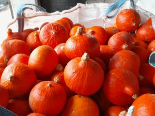 Hello, I am selling about 3 tons of organic