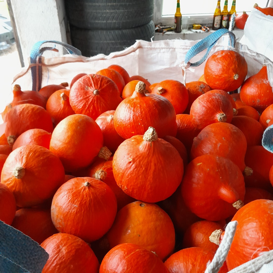 Hello, I am selling about 3 tons of organic hokaido pumpkin