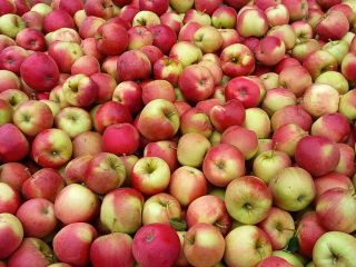 I will sell champion apples, red jonaprins. Nice apples