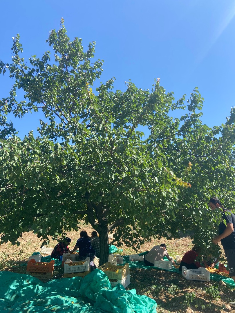 Original dried apricots with sulfur dioxide