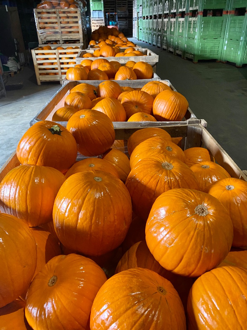 We are a large producer of hokkaido and spitfire pumpkins