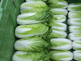 I will sell bilko Chinese cabbage, clean without a