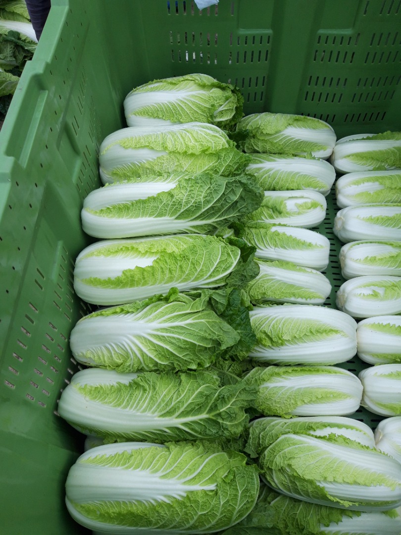 I will sell bilko Chinese cabbage, clean without a worm more inf
