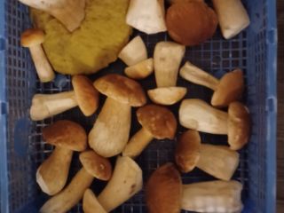 Also available dried and frozen.