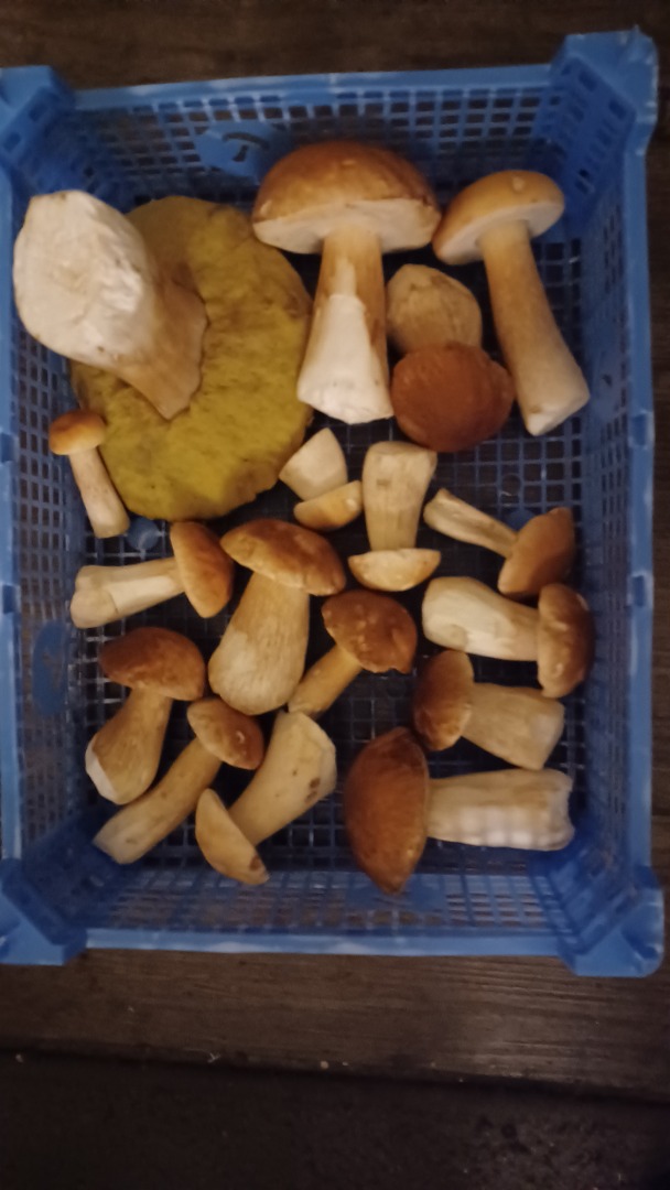Also available dried and frozen