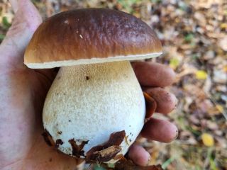 Porcini mushrooms freshly collected on request. Shipping via DHL