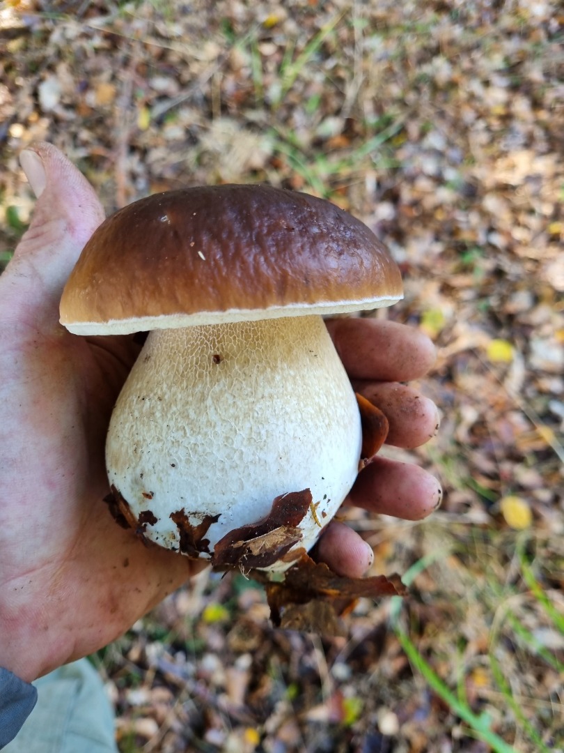 Porcini mushrooms freshly collected on request