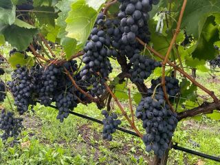 We have 60 HA (1200 tons) of Moldova grapes,