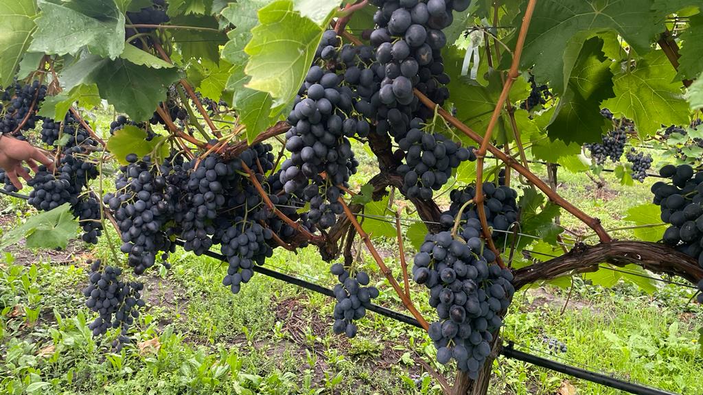 We have 60 HA (1200 tons) of Moldova grapes, fresh and very tasty