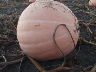Hello . I have orange pumpkins for sale, Otylia,