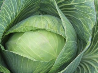 Shredded Cabbage - Straight from the cultivation of the