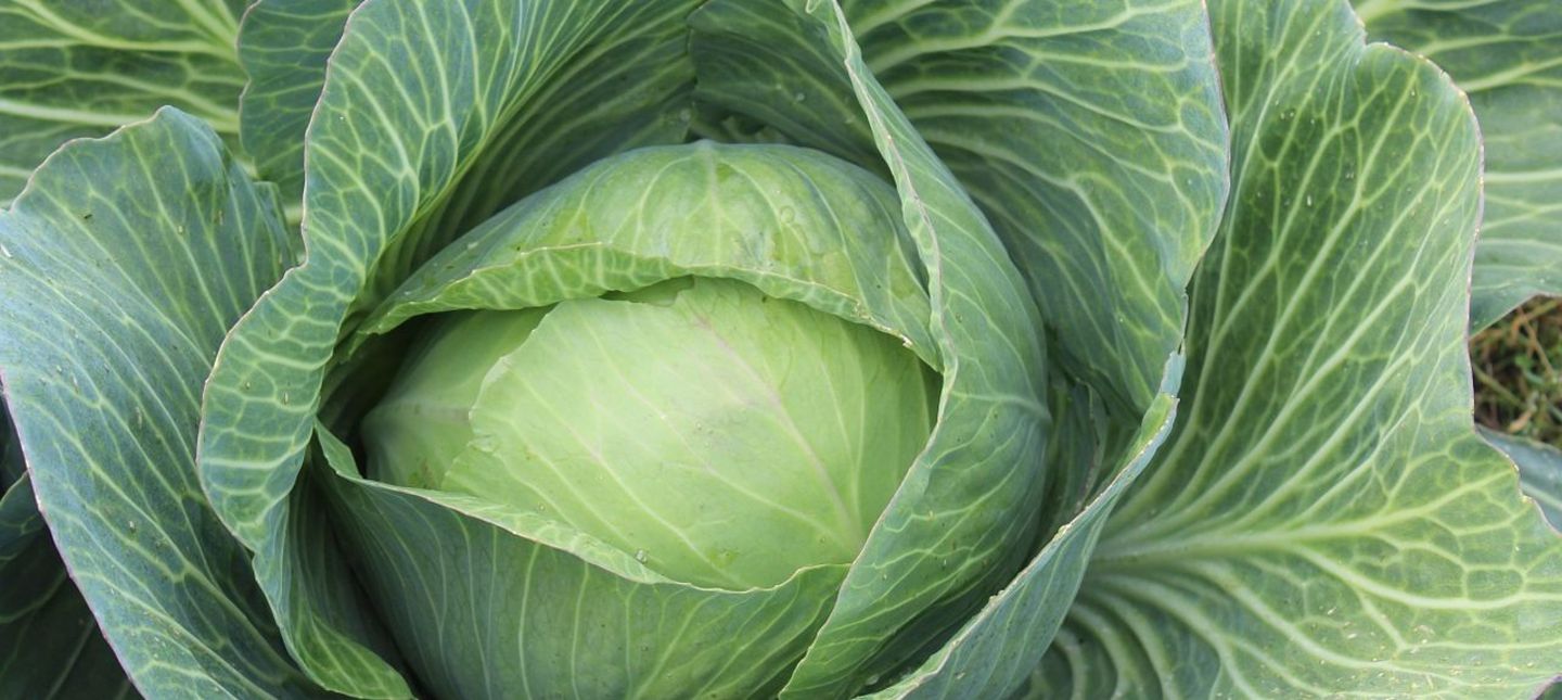 Shredded Cabbage - Straight from the cultivation of the producer to your table! Book a pickup today - limited offer! Currently, we sell good white cabbage