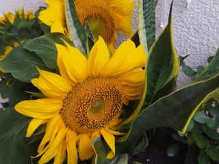 Ornamental sunflower seed. Taiyo variety and Sammer San (blend)