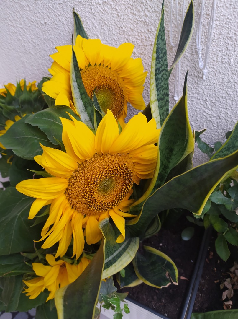 Ornamental sunflower seed