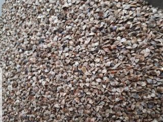 I will sell 8000 kg of buckwheat seeds from