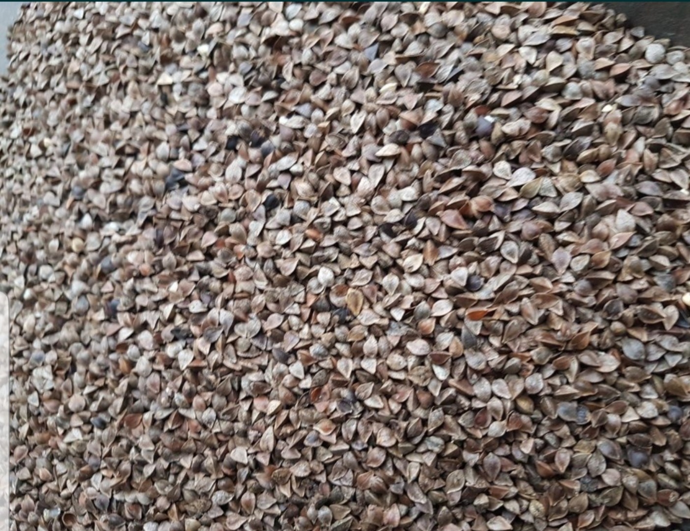 I will sell 8000 kg of buckwheat seeds from this year's harvest, Seed material Possible shipment of small amounts, Grains cleaned with bleach, the result of