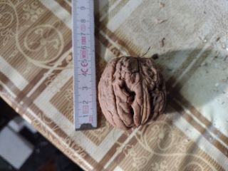 I will sell large nuts, 4-5 cm in diameter,