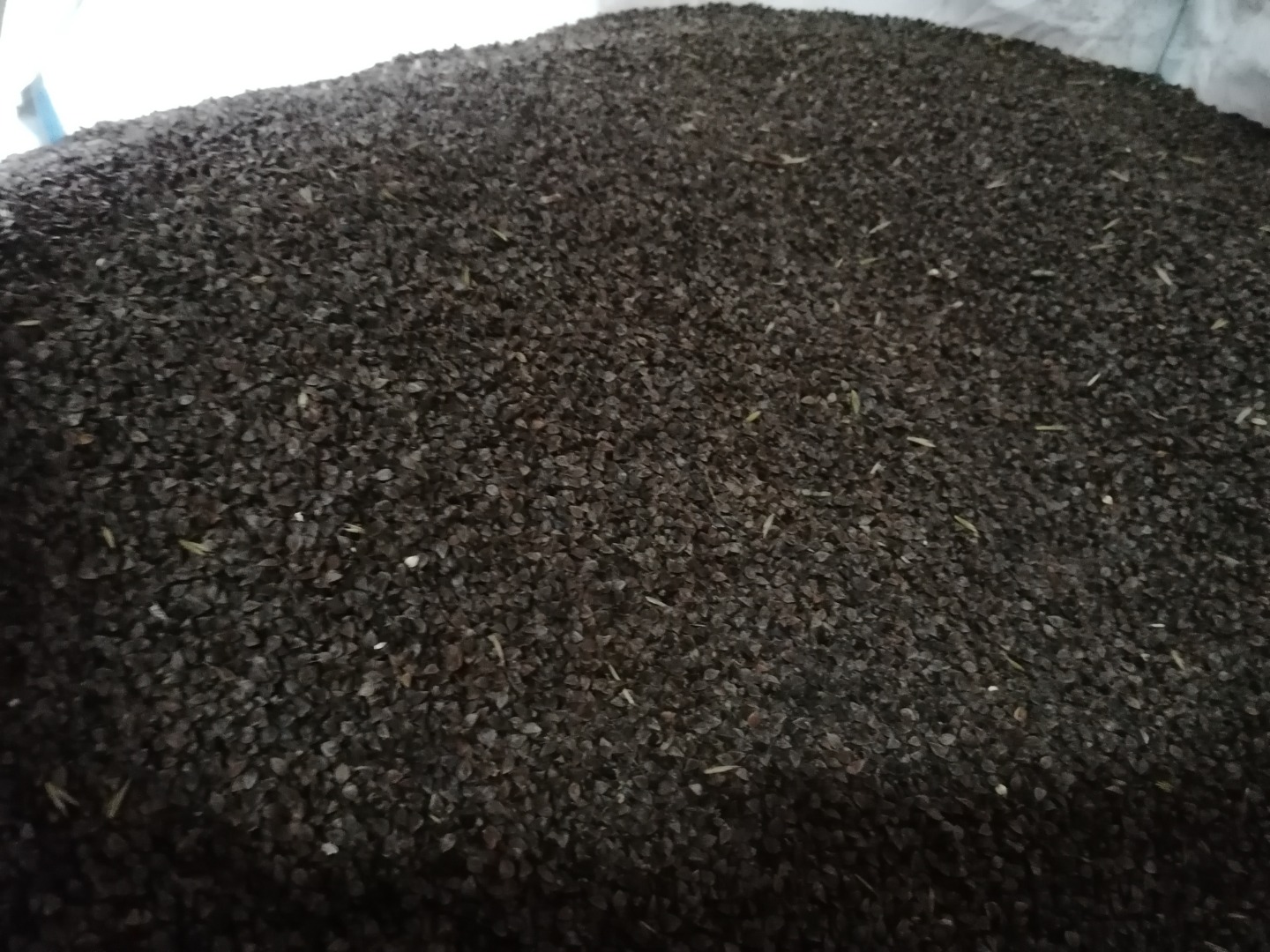 Buckwheat, Panda variety, this year's harvest, not sprayed, cleaned, dry, sample can be sent for analysis