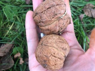 Jacknuts collected today, from an ecological backyard plot. I