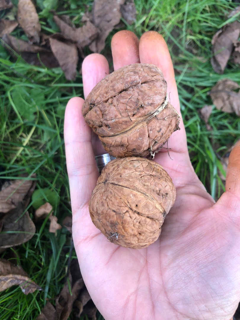 Jacknuts collected today, from an ecological backyard plot