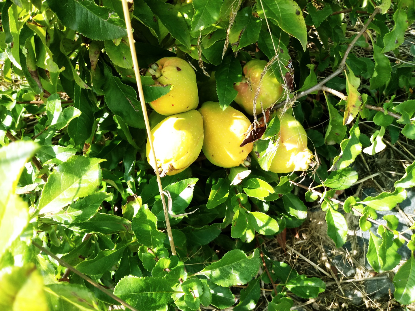 I will sell about 500 kg of Japanese quince fruit