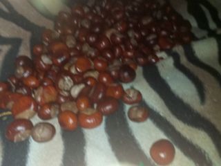 I am selling the chestnuts from today