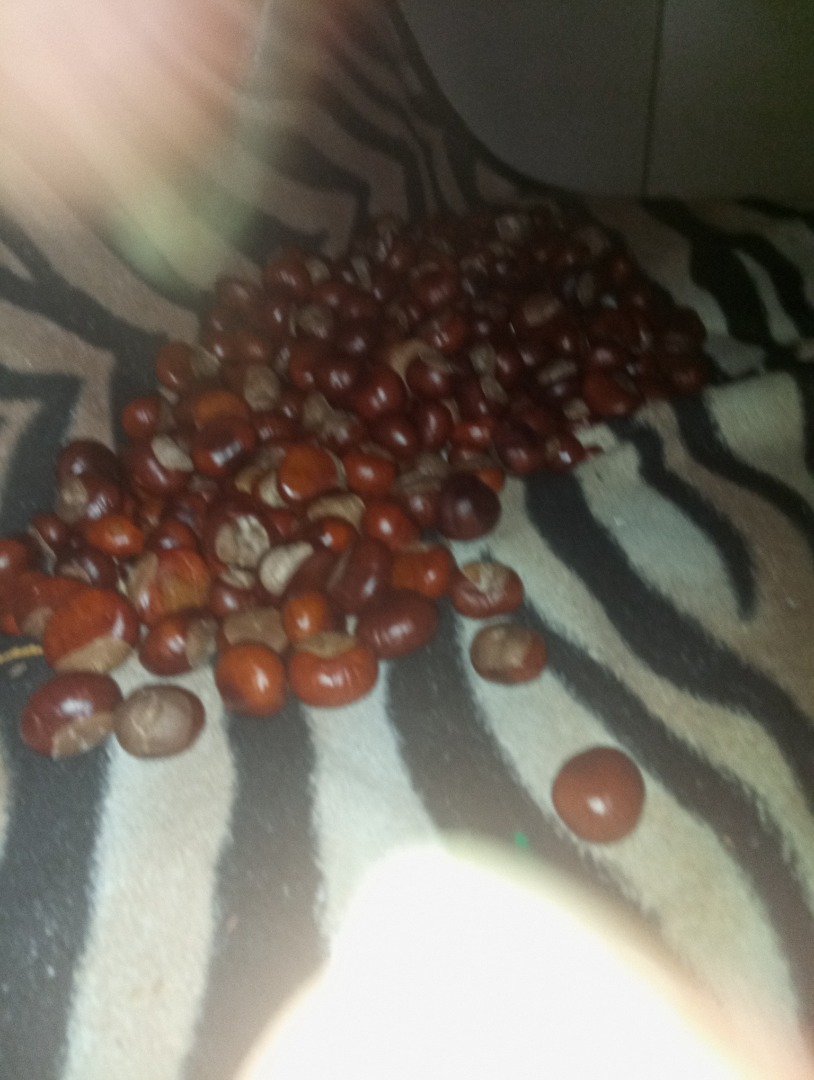 I am selling the chestnuts from today