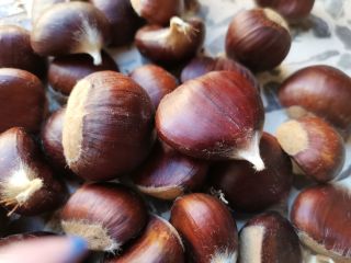 Fresh chestnuts of various sizes
