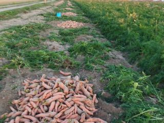 Big nice carrot from the field