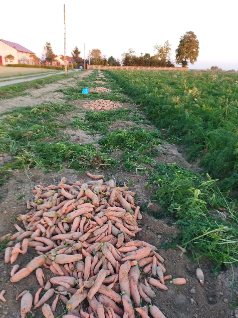 Big nice carrot from the field