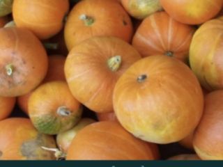 I will sell Bambino pumpkins, perfect for cakes and
