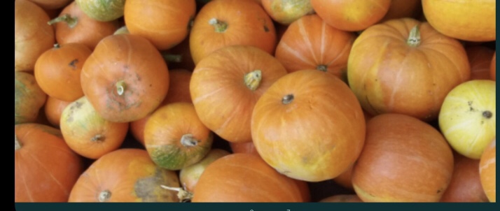 I will sell Bambino pumpkins, perfect for cakes and desserts