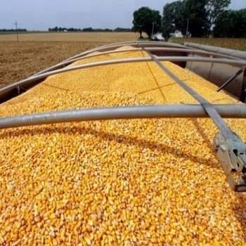 Description: White Maize (Non GMO White Corn) and dried Yellow corn Dried Yellow Maize : Price: USS € 200_300/ Metric Ton Specification: Commodity Yellow maize