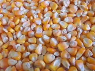 Non GMO AND GMO Maize Corn Yellow White, agricultura