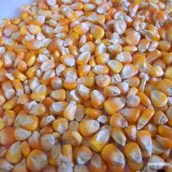 Non GMO AND GMO Maize Corn Yellow White, agricultura export division offers an extensive commercial grain and fresh fruit ,vegetable, food grade program