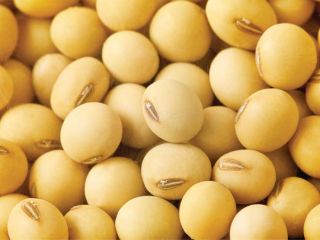 Product name : Non Gmo grade AA soybean/Soyabean proteins