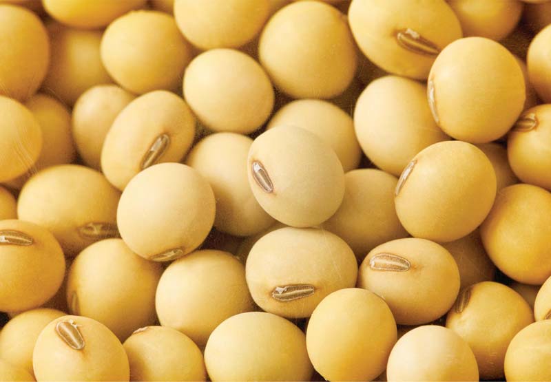 Product name : Non Gmo grade AA soybean/Soyabean proteins - *2,*5 g fats - 6,8 g; 1fcl/*0ft: *3.5mt/1fcl Oil Content: *8 **9% (Max) I.T.C