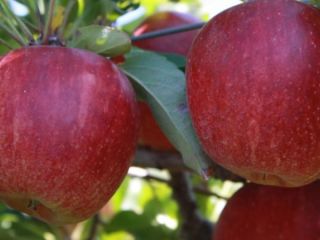 Royal Gala & Fuji Apple SPECIFICATIONS: -Variety: Royal Gala