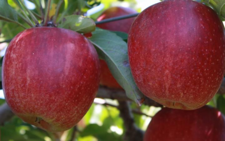Royal Gala & Fuji Apple SPECIFICATIONS: -Variety: Royal Gala Apple and Fuji Apple -Flavor:Smooth skin with light red color,high sugar with sweet -taste,very