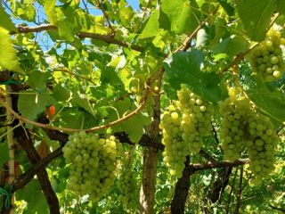 In Naples, in the Phlegraean area, I sell white